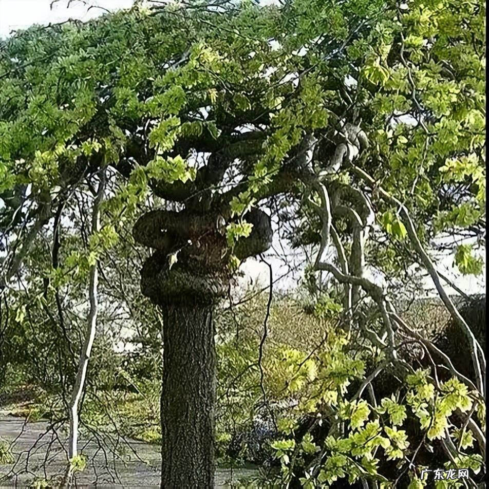 屋后种树风水 四周种树的风水讲究
