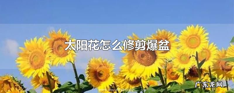 太阳花怎么修剪爆盆