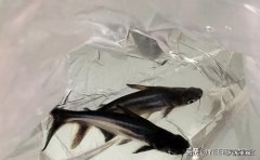 虎头鲨风水讲究