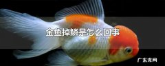 金鱼掉鳞是怎么回事