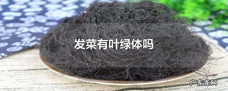 发菜有叶绿体吗