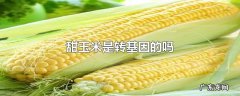 甜玉米是转基因的吗