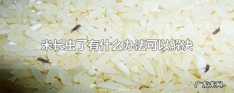 米长虫了有什么办法可以解决