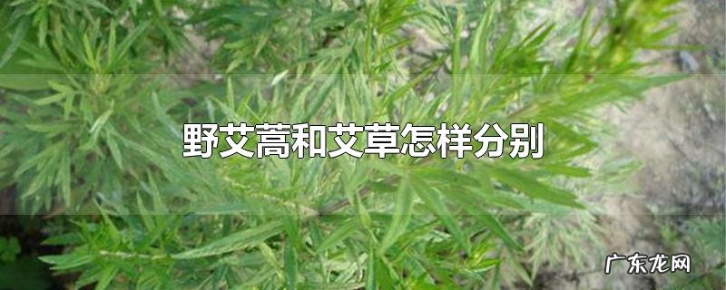 野艾蒿和艾草怎样分别