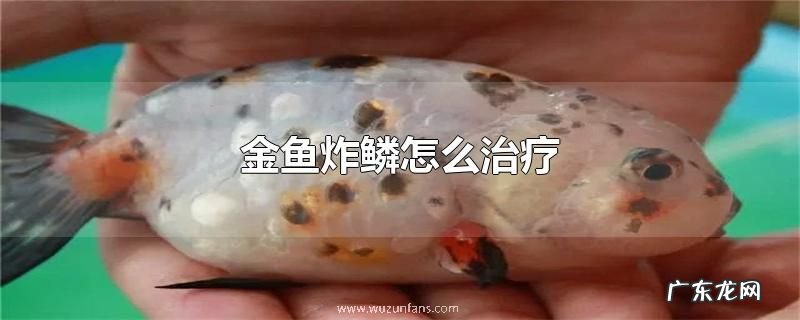 金鱼炸鳞怎么治疗