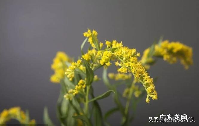 黄莺幸福草 黄莺草的花语