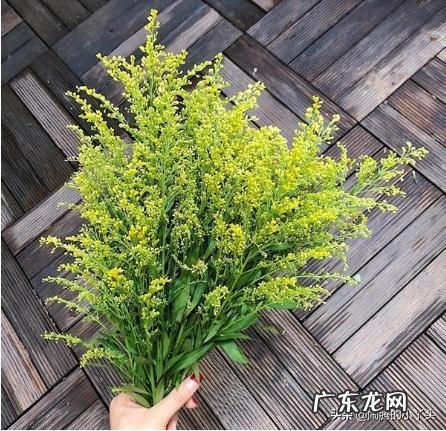 黄莺幸福草 黄莺草的花语