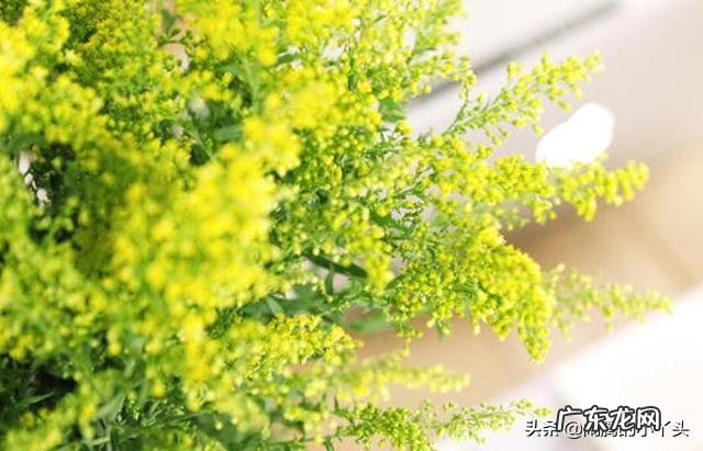 黄莺幸福草 黄莺草的花语