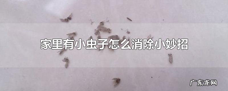 家里有小虫子怎么消除小妙招