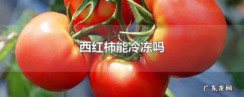 西红柿能冷冻吗