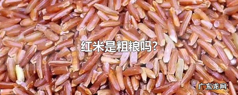 红米是粗粮吗?