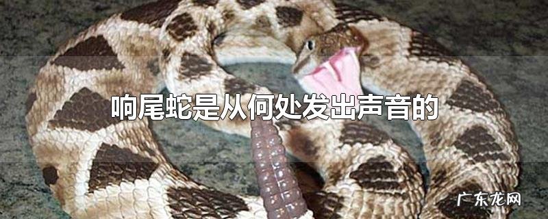 响尾蛇是从何处发出声音的