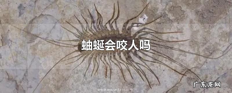 蚰蜒会咬人吗