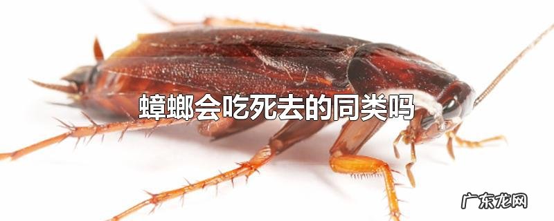 蟑螂会吃死去的同类吗