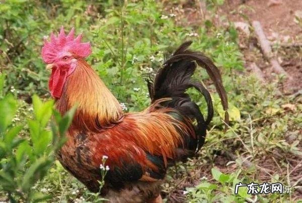 按风水说法家里养狗好不好 农村对养狗有什么风水讲究嘛