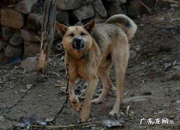 按风水说法家里养狗好不好 农村对养狗有什么风水讲究嘛