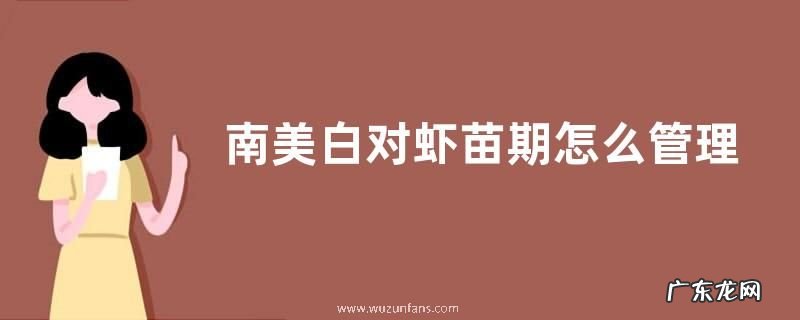 南美白对虾苗期怎么管理,有哪些要点