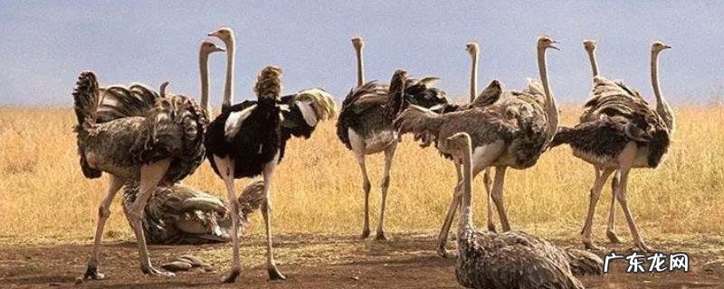 “世界上最大的鸟”鸵鸟的养殖注意事项，有哪些要点