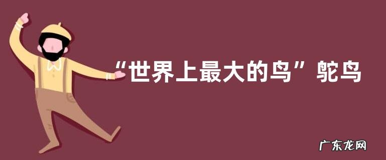 “世界上最大的鸟”鸵鸟的养殖注意事项，有哪些要点