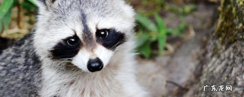 貂子怎么饲养,分4个时期来管理