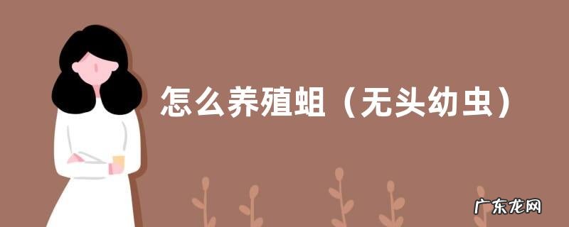 无头幼虫 怎么养殖蛆,有哪些要点