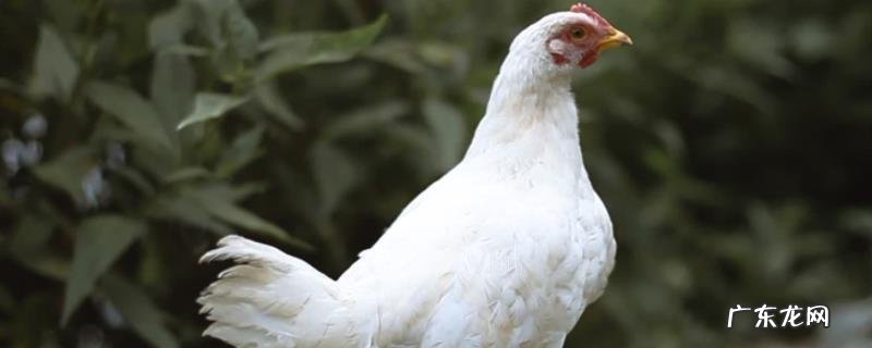 白羽鸡怎么养,有哪些技术要点