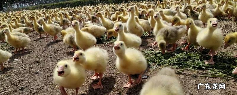 鹅苗怎么养,怎么健康养