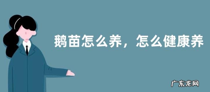 鹅苗怎么养,怎么健康养