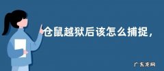 仓鼠越狱后该怎么捕捉，捕捉越狱仓鼠需要注意什么