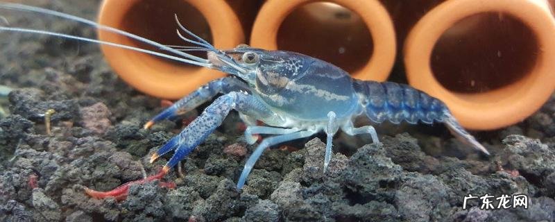 鳌虾饲养方法,附底沙选择注意事项