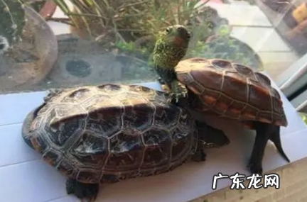 养草龟要一直放在水里吗