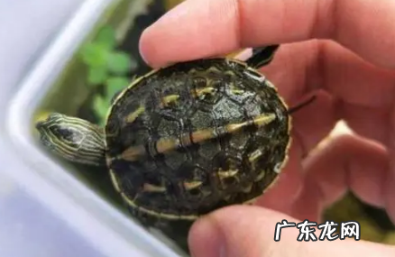 养草龟要一直放在水里吗