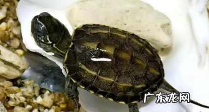 养草龟要一直放在水里吗