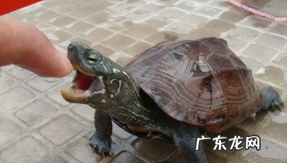 养草龟要一直放在水里吗