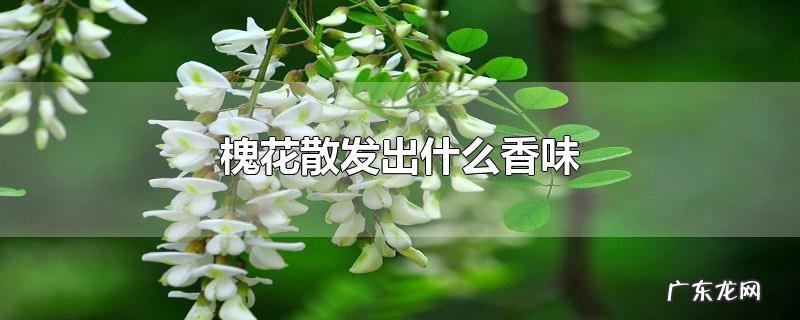 槐花散发出什么香味