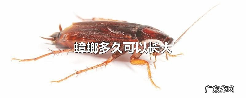 蟑螂多久可以长大