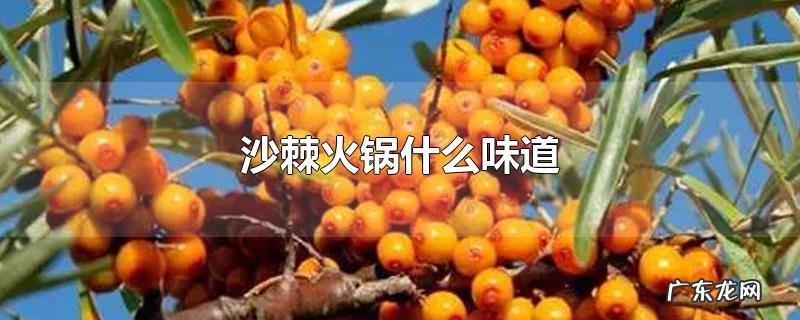 沙棘火锅什么味道
