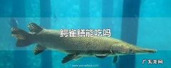 鳄雀鳝能吃吗