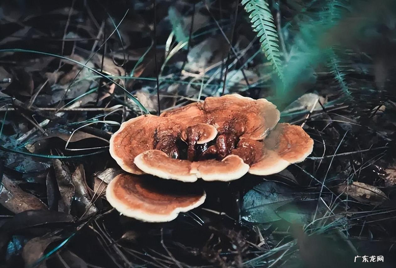 墓地风水 坟前有竹林风水怎样