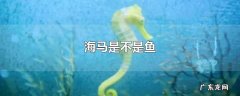 海马是不是鱼