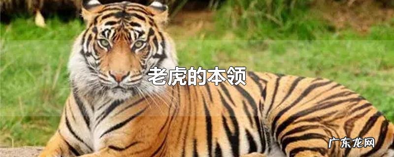 老虎的本领