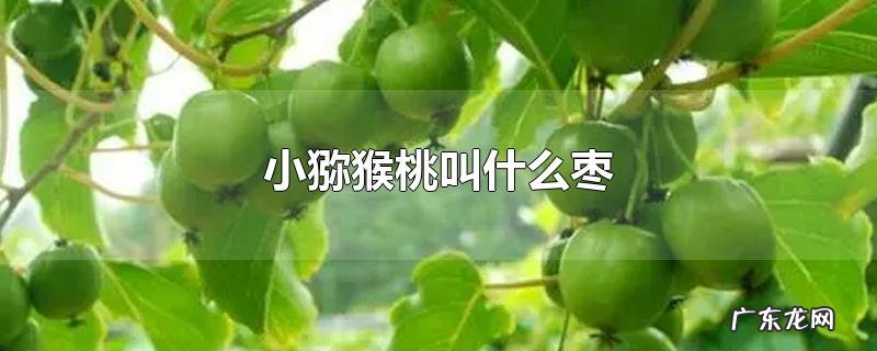 小猕猴桃叫什么枣
