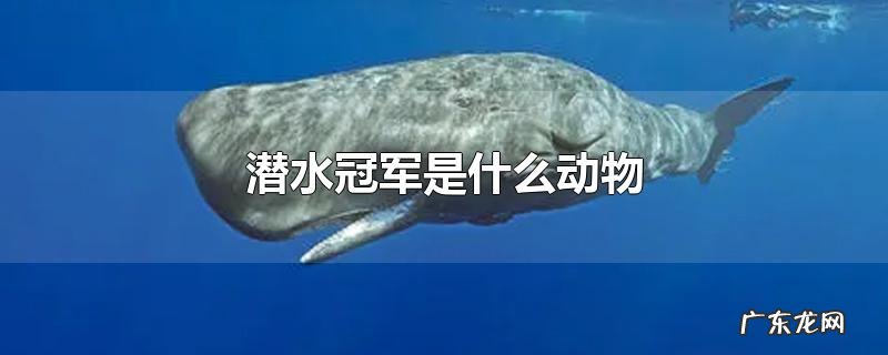 潜水冠军是什么动物
