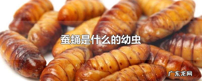蚕蛹是什么的幼虫