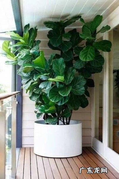 琴叶榕可以室内种植吗 室内种植琴叶榕风水好吗