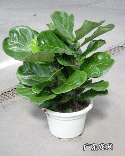 琴叶榕可以室内种植吗 室内种植琴叶榕风水好吗
