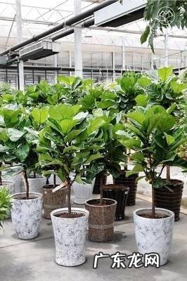 琴叶榕可以室内种植吗 室内种植琴叶榕风水好吗