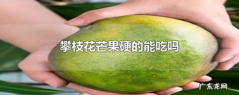 攀枝花芒果硬的能吃吗