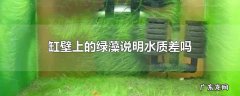 缸壁上的绿藻说明水质差吗