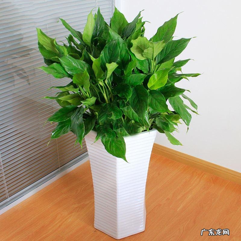 工厂摆放什么风水物最旺 开厂养什么东西风水好呢